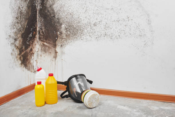 Best Attic Mold Removal  in Mohnton, PA