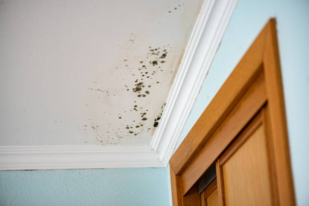 Best Commercial Mold Removal  in Mohnton, PA