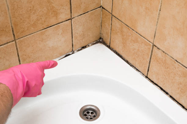 Best Local Mold Removal Service  in Mohnton, PA